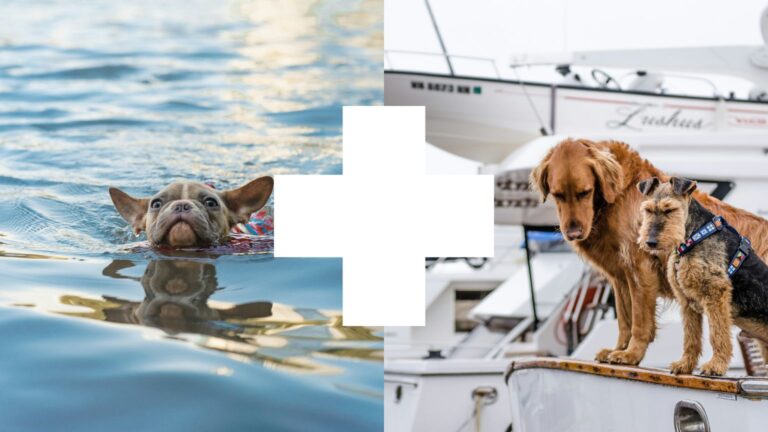 How to Boat With Your Dog?