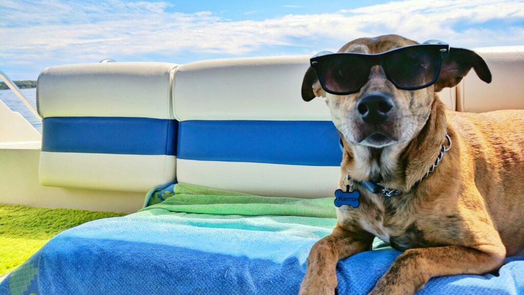 How to Boat With Your Dog?