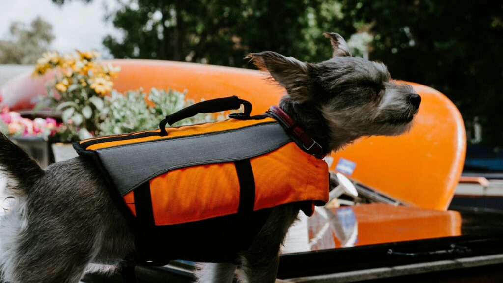 How to Boat With Your Dog? FAKBAG