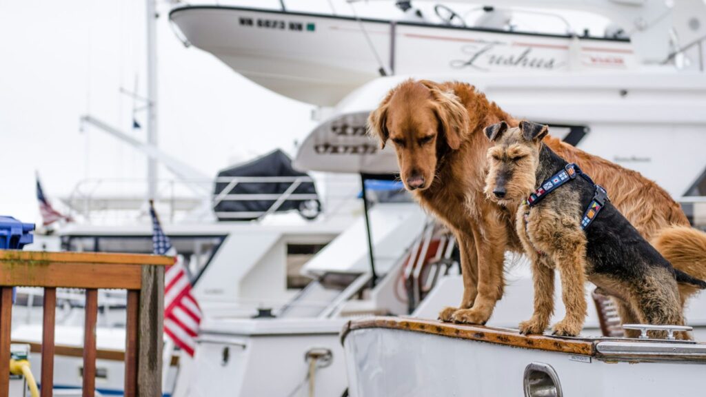 How to Boat With Your Dog? FAKBAG