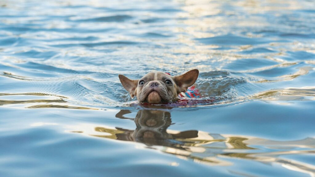 How to Boat With Your Dog? FAKBAG